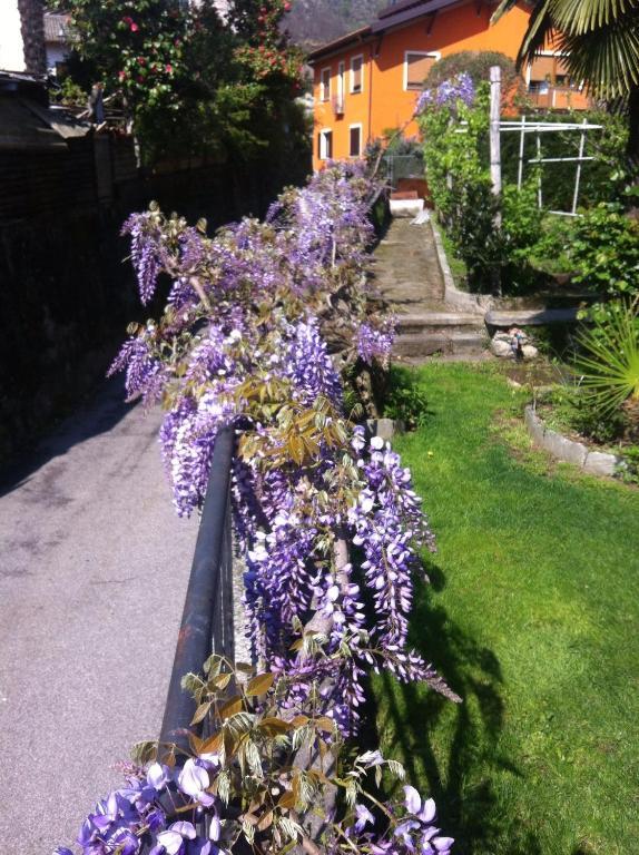 B&B Villa Dei Pini Cannobio Exteriör bild