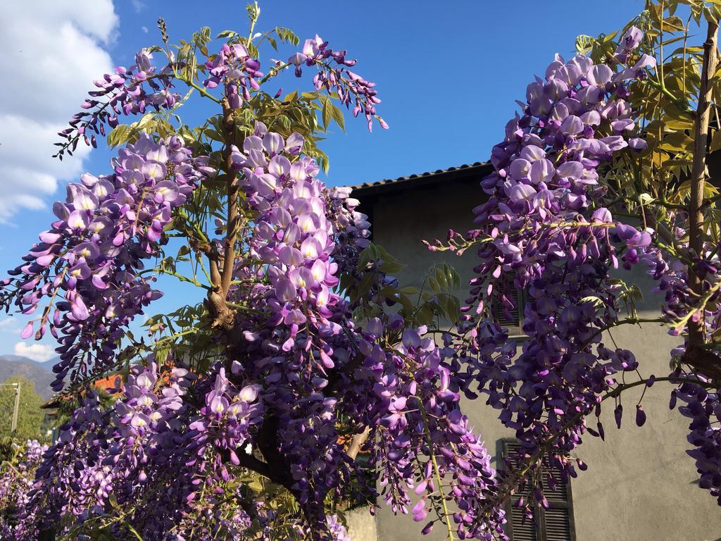 B&B Villa Dei Pini Cannobio Exteriör bild