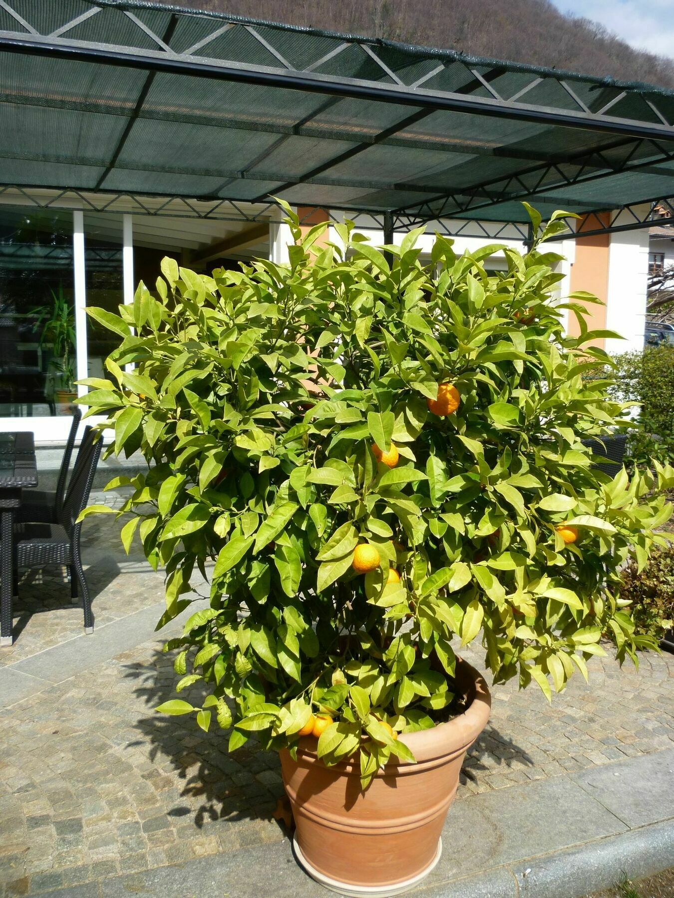 B&B Villa Dei Pini Cannobio Exteriör bild
